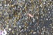 resIMG_20130212_4412.JPG